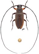 Lepturges (Lepturges) sp., (t) in litteris ♀, Acanthocinini, French Guiana