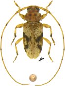 Lepturgotrichona stigmatica [JPRC], Acanthocinini, Mexico (Quintana Roo)