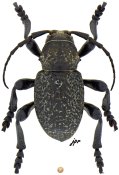 Moneilema blapsides ulkei, ♂ [JPRC], Acanthocinini, Mexico (San Luis Potosi)