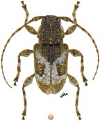 Acanthoderini &bull; Myoxinus asper &bull; ♀