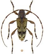 Neoeutrypanus sp., ♂ [JPRC], Acanthocinini, Central America (Panama)