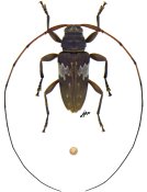 Nyssodrysternum borneanum, ♂ [JPRC], Acanthocinini, French Guiana