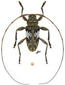 Acanthocinini • Nyssodrysternum borneanum • ♂