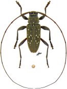 Nyssodrysternum conspicuum, ♂ [JPRC], Acanthocinini, French Guiana