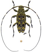 Nyssodrysternum flavoguttatum, ♂ [JPRC], Acanthocinini, French Guiana