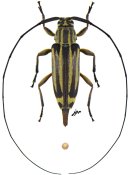 Nyssodrysternum flavolineatum, ♀ [JPRC], Acanthocinini, French Guiana