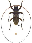 Nyssodrysternum impensum, ♂ [JPRC], Acanthocinini, French Guiana