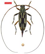 Nyssodrysternum kawense, holotype ♀, ACANTHOCININI, French Guiana