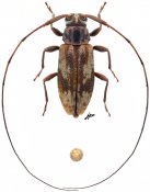 Nyssodrysternum sp., ♀, Acanthocinini, French Guiana