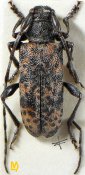 Oplosia suvorovi, ♂ [JPRC], Acanthoderini, Siberia (Far East Russia)