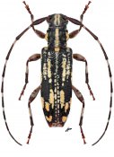 Ostedes ochreopicta, ♀ [JPRC], Acanthocinini, Thailand