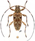 Oxathres guyanensis, ♀, Acanthocinini, French Guiana