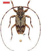 Acanthocinini • Oxathres kawensis • holotype ♂