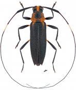 Acanthocinini • Pseudosparna flaviceps • ♀