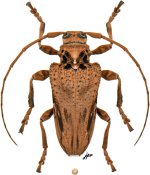 ACANTHODERINI • Sorelia ferruginea • ♀