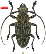 Acanthoderini • Steirastoma bajocalimaense • allotype ♀