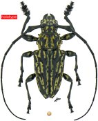 Steirastoma bajocalimaense, holotype ♂, ACANTHODERINI, Colombia