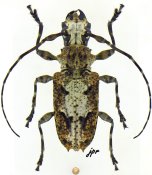 Steirastoma senex [JPRC], Acanthoderini, Mexico (Chiapas)