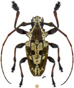 Steirastoma thunbergii, ♂ [JPRC], Acanthoderini, Argentina