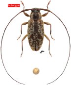 Stenolis carvalhoi, holotype ♀ [JPRC], Acanthocinini, French Guiana
