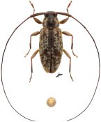 Stenolis sp., (t) in litteris ♀, Acanthocinini, French Guiana
