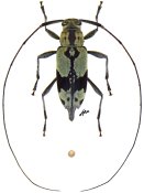 Stenolis tavakiliani, ♀ [JPRC], Acanthocinini, French Guiana