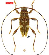 Sternacutus annulicornis puertoquitoensis, holotype ♂, ACANTHOCININI, Ecuador