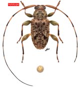 Sternacutus compactus, holotype ♂ [JPRC], Acanthocinini, French Guiana