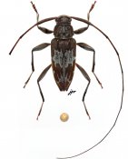 Sternacutus mysticus, ♂, Acanthocinini, French Guiana