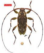 Sternacutus odettae, holotype ♂, Acanthocinini, French Guiana