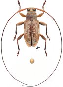 Sympagus bimaculatus, ♂, Acanthocinini, French Guiana