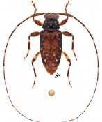Trichillurges sp., ♀, Acanthocinini, French Guiana