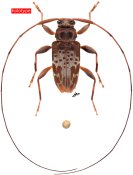 Tropidozineus brunneomaculatus, holotype ♂, Acanthocinini, French Guiana