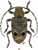 Acanthocinini &bull; Trypanidius kitayamai &bull; ♀