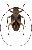 Urgleptes laxicollis, ♂ [JPRC], Acanthocinini, Central America (Nicaragua)