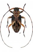 Acanthocinini • Polymitoleiopus laxicollis • ♂