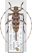 Acanthocinus obsoletus, ♀ [JPRC], Acanthocinini, South Eastern United States (Florida)