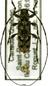 Acanthocinus pusillus, ♂ [JPRC], Acanthocinini, Canada (Quebec)