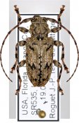 Aegomorphus modestus, ♀ [JPRC], Acanthoderini, South Eastern United States (Florida)