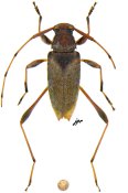 Anisopodus sp., ♂ [JPRC], Acanthocinini, Central America (Nicaragua)