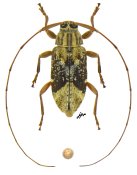Acanthocinini &bull; Atrypanius leucopygus &bull; ♀