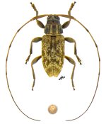 Acanthocinini &bull; Atrypanius leucopygus &bull; ♂