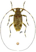 Hyperplatys nigrisparsus, ♀ [JPRC], Acanthocinini, Central America (Nicaragua)