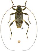 Hyperplatys nigrisparsus, ♂ [JPRC], Acanthocinini, Central America (Nicaragua)