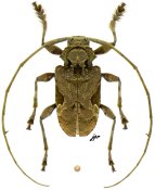 Lagocheirus araneiformis parvulus, ♂ [JPRC], Acanthocinini, Central America (Nicaragua)