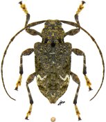 Acanthocinini &bull; Lagocheirus binumeratus &bull; ♀