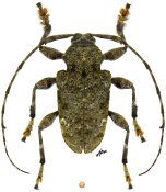 Lagocheirus binumeratus, ♂ [JPRC], Acanthocinini, Central America (Nicaragua)