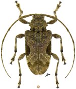 Lagocheirus integer, ♀ [JPRC], Acanthocinini, Central America (Nicaragua)