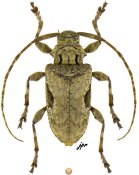 Acanthocinini &bull; Lagocheirus obsoletus obsoletus &bull; ♀