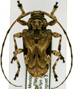 Lagocheirus araneiformis parvulus, ♀ [JPRC], Acanthocinini, Mexico (Quintana Roo)